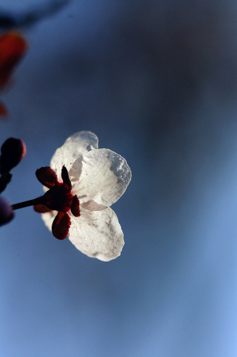 闲来拈花