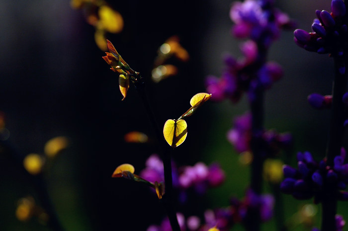 闲来拈花