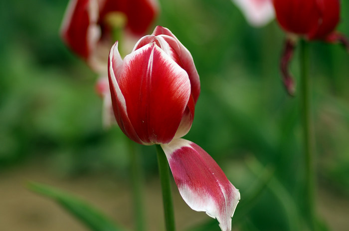 闲来拈花