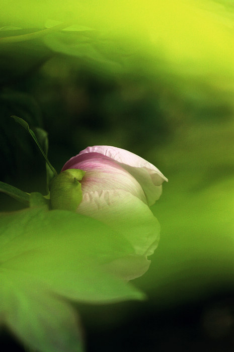 闲来拈花