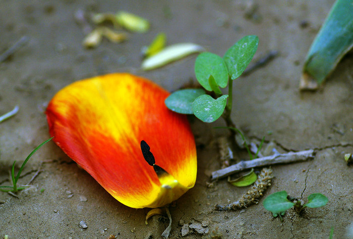 闲来拈花