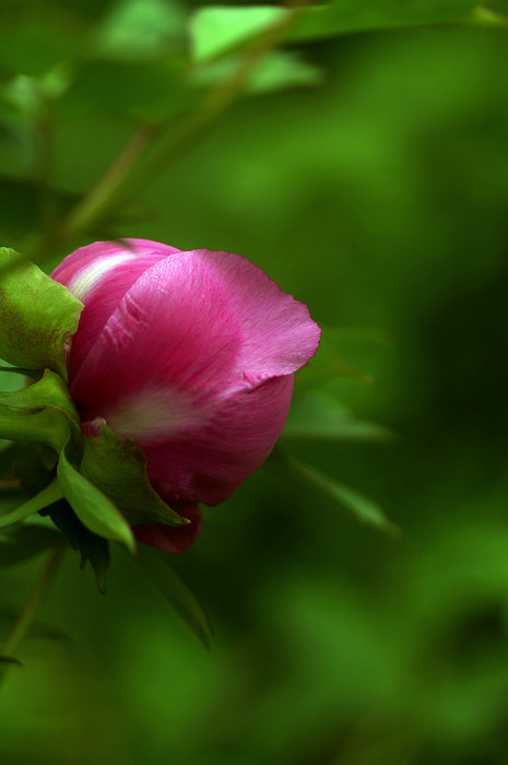 闲来拈花