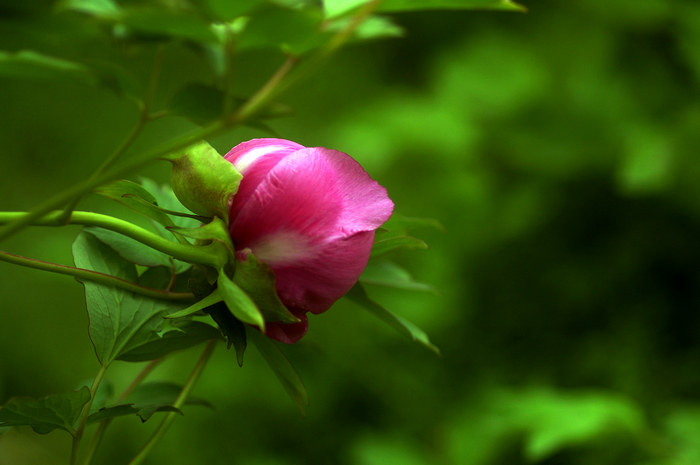 闲来拈花