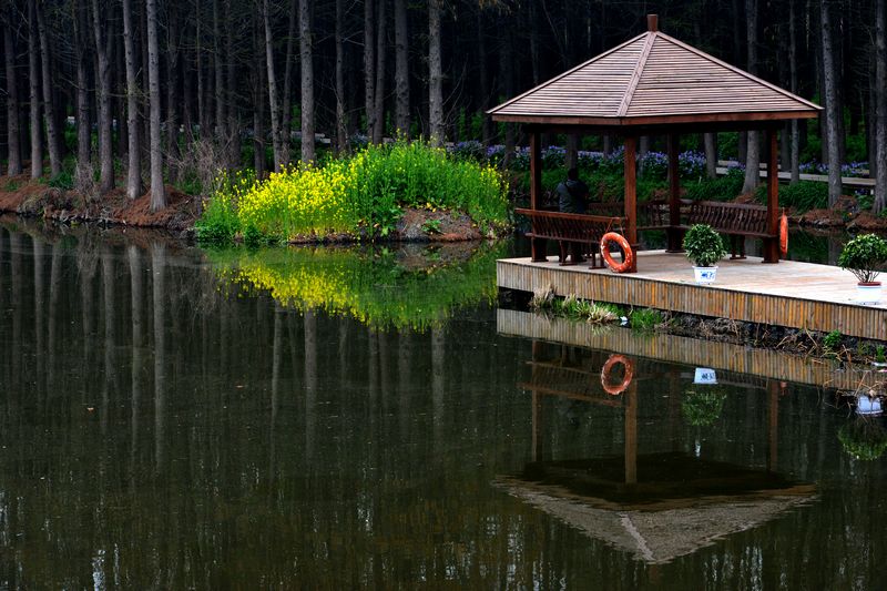 江苏兴华千岛油菜花与李中水上森林公园
