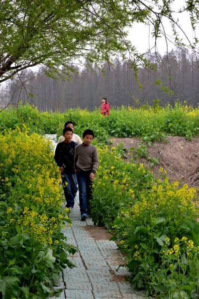 江苏兴华千岛油菜花与李中水上森林公园