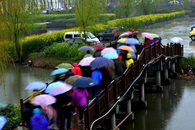 江苏兴华千岛油菜花与李中水上森林公园