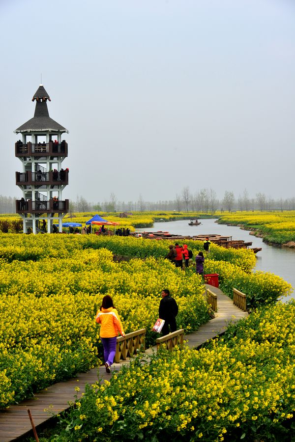 江苏兴华千岛油菜花与李中水上森林公园
