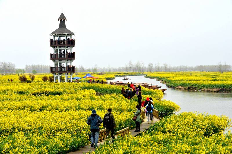 江苏兴华千岛油菜花与李中水上森林公园