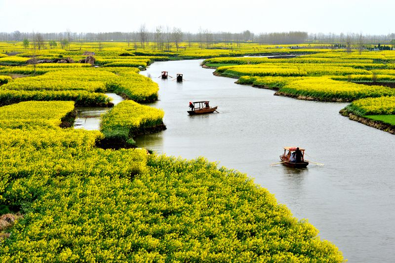江苏兴华千岛油菜花与李中水上森林公园