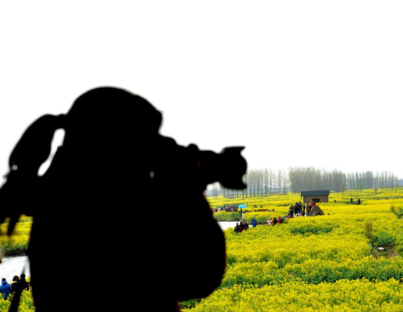 江苏兴华千岛油菜花与李中水上森林公园