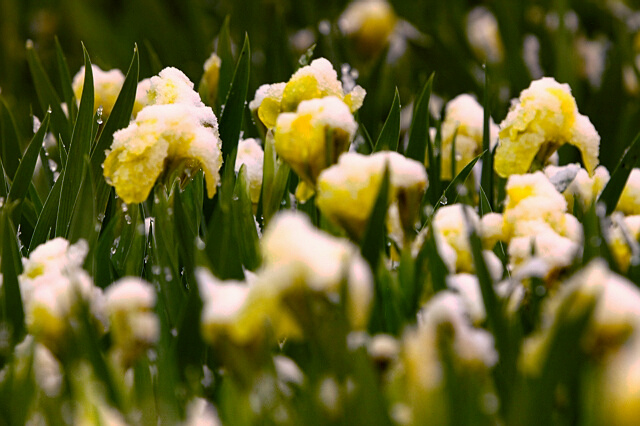 雪飘桃花后