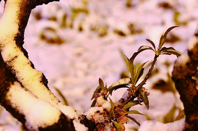 雪飘桃花后