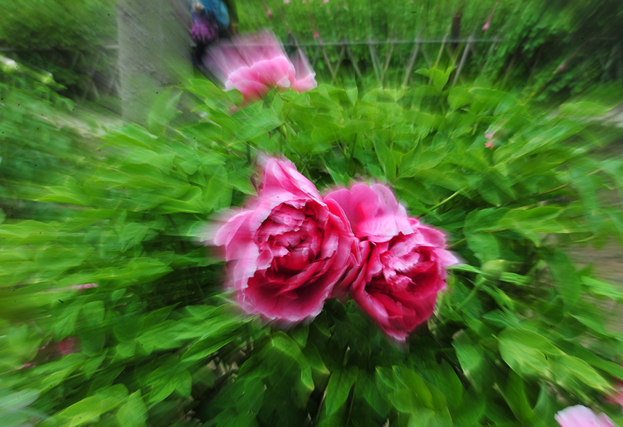 花之冠