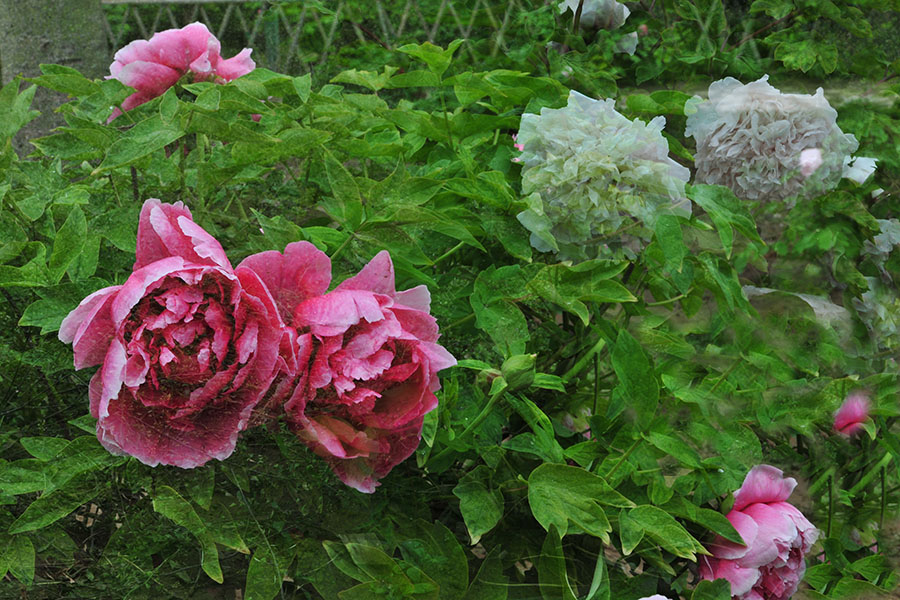 花之冠