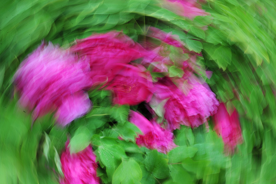 花之冠
