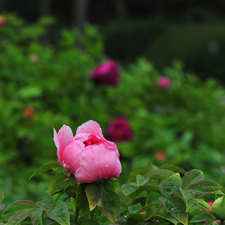 花之冠