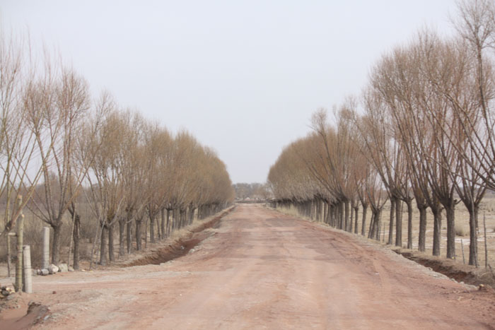 沙漠树