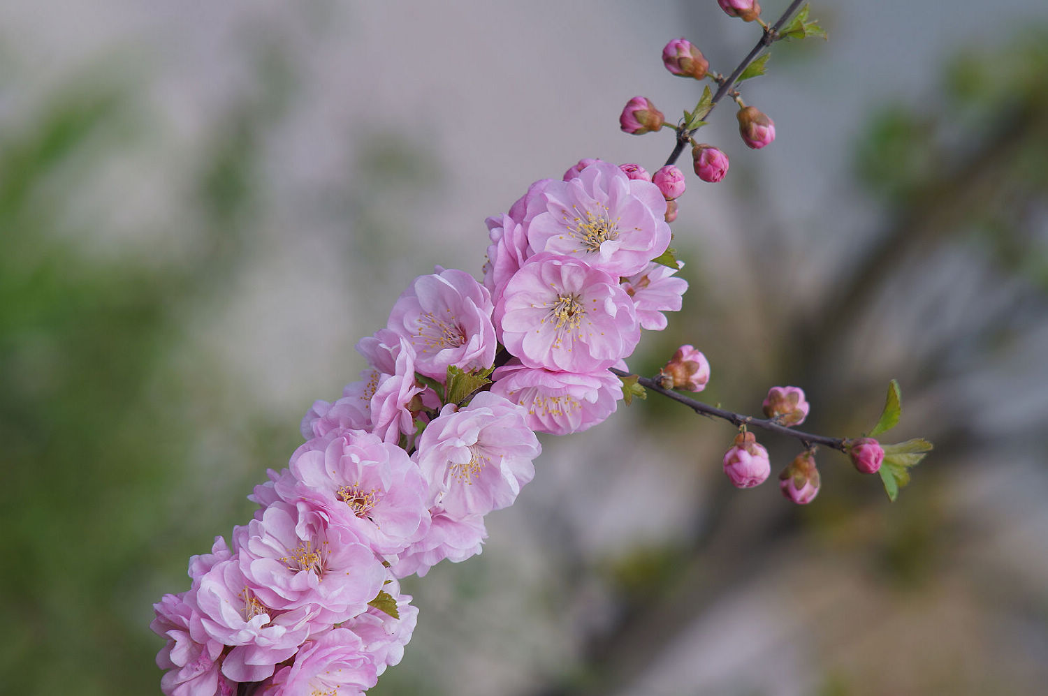 随拍小花朵