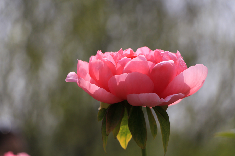 百花之王