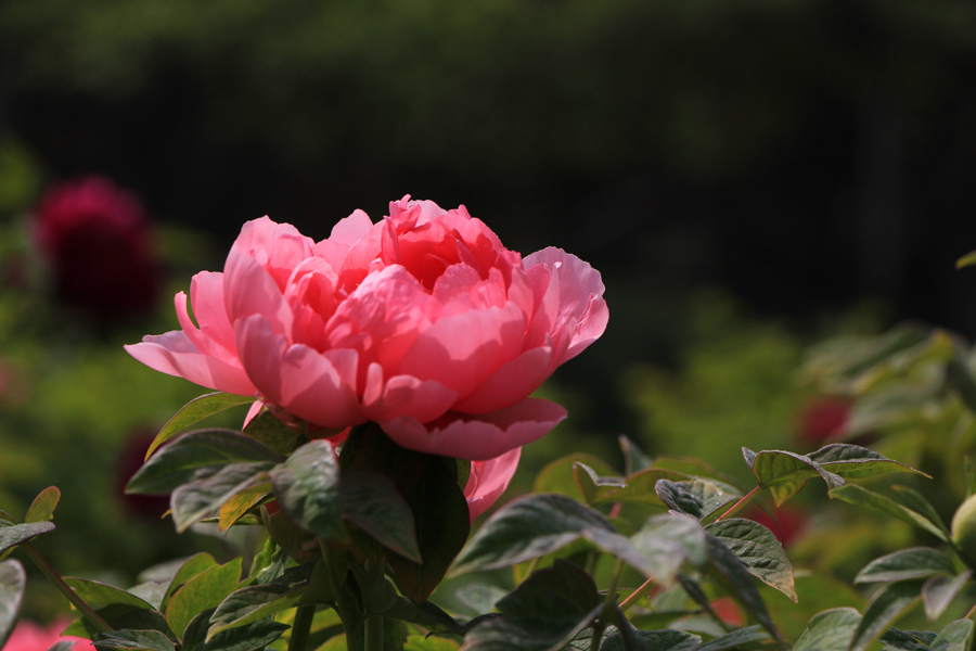 百花之王