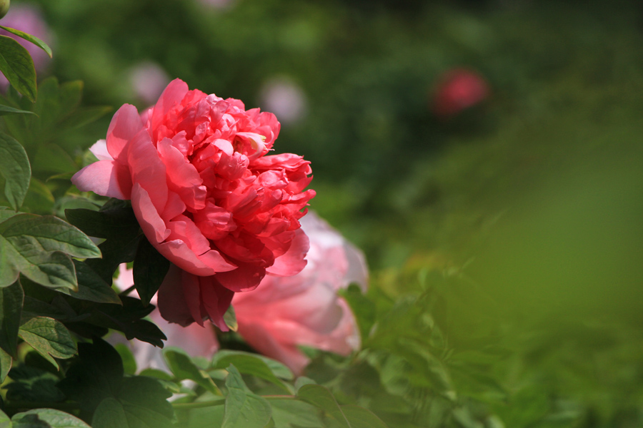 百花之王