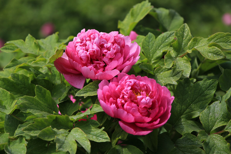 百花之王