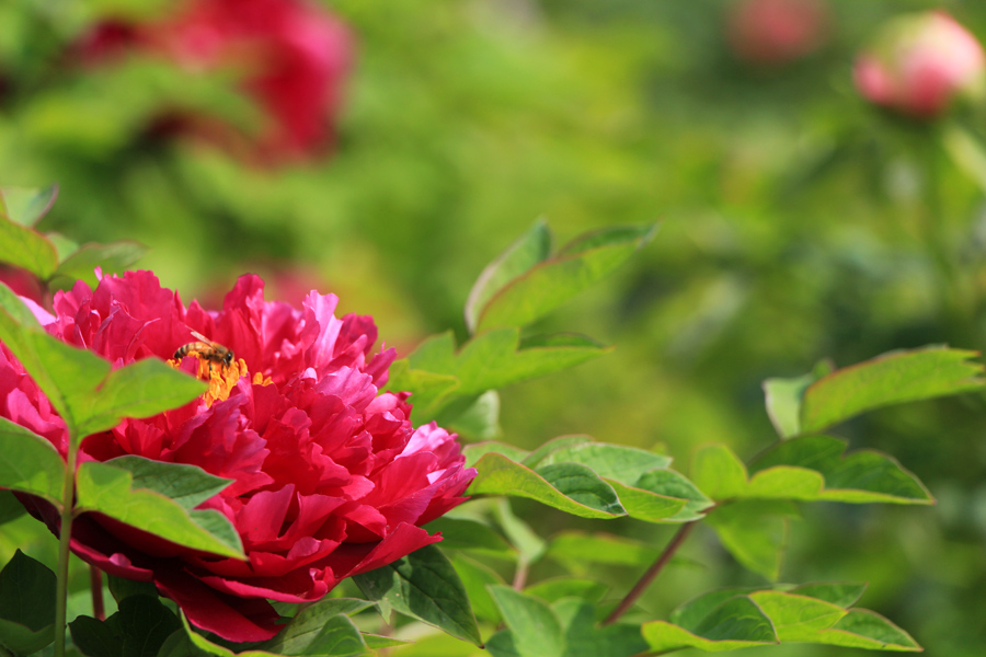 百花之王