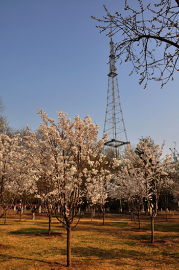 新蕾小景（城上城）