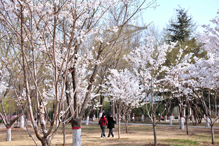 新蕾小景（城上城）