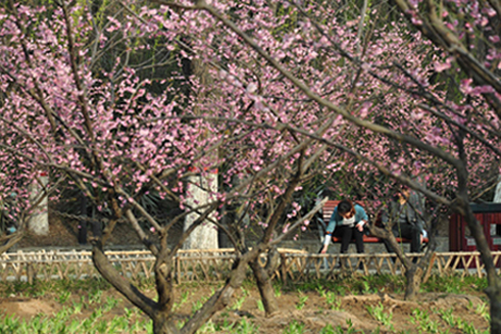 新蕾小景（城上城）