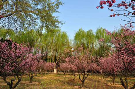 新蕾小景（城上城）