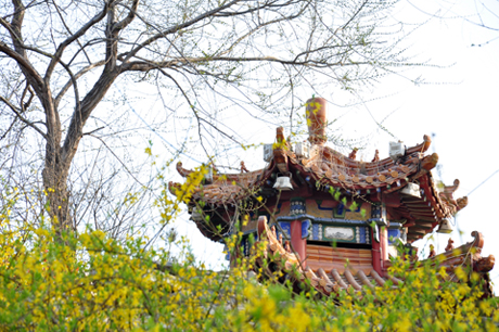新蕾小景（城上城）