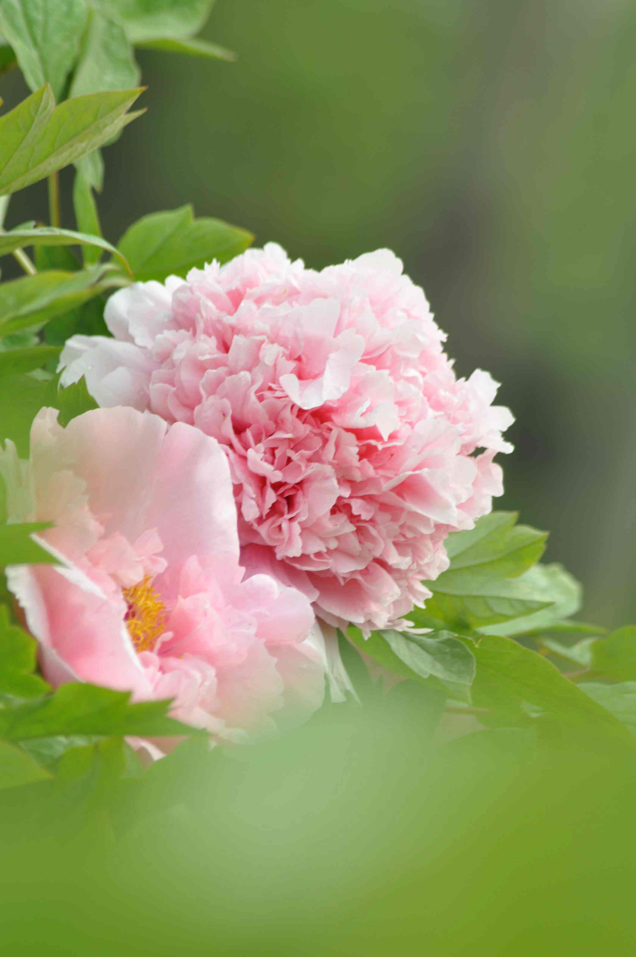 唯有牡丹真国色——戚城牡丹