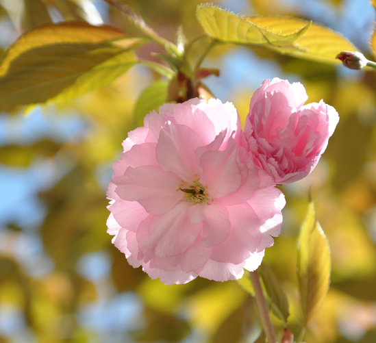 樱花情