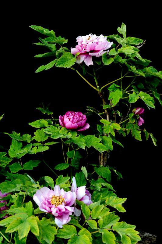 花开富贵