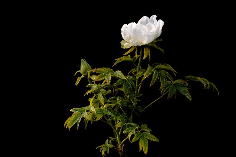 花开富贵