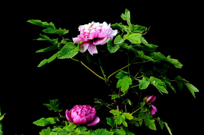 花开富贵