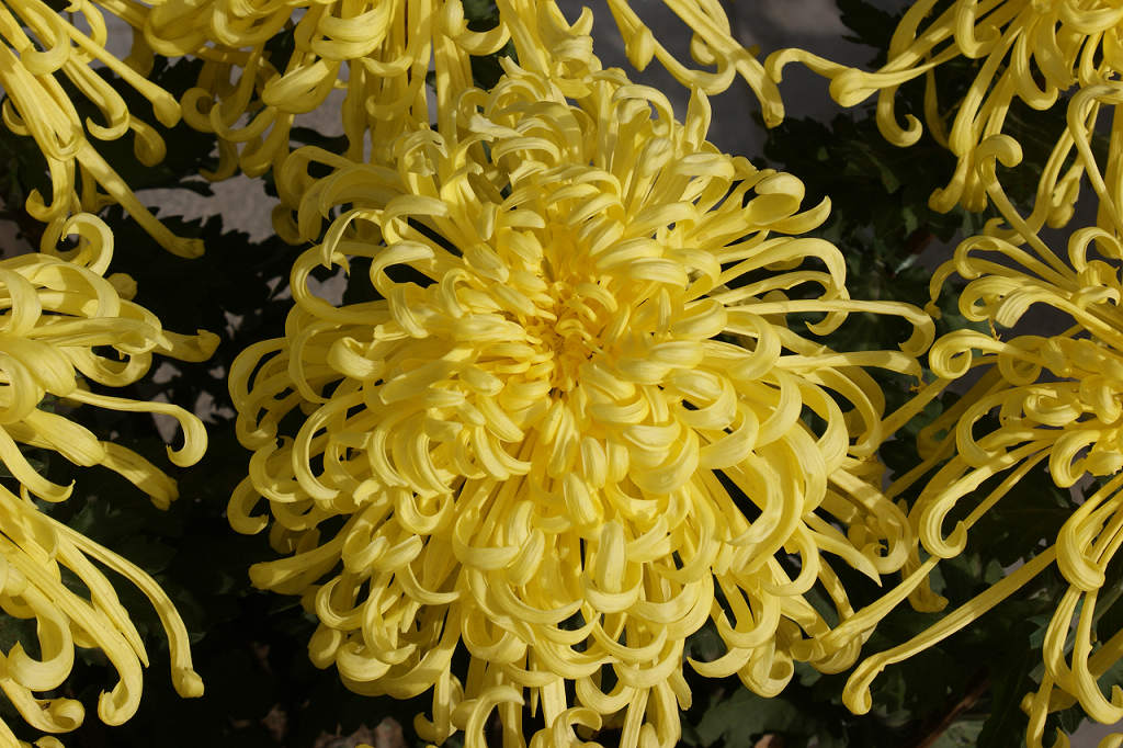 为地震灾区祈福－－菊花一组
