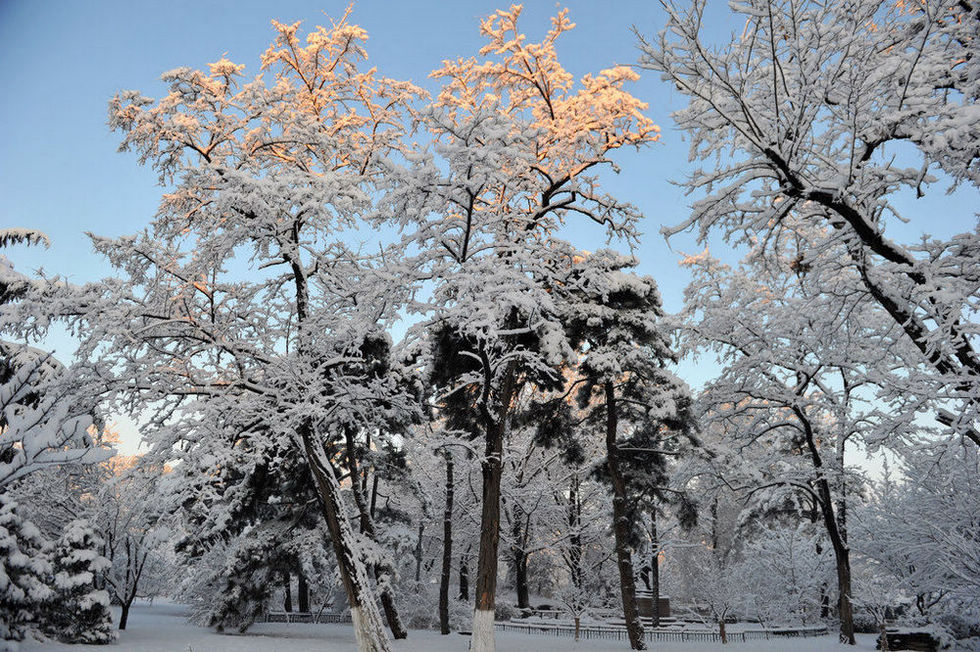 三月春雪飘北大