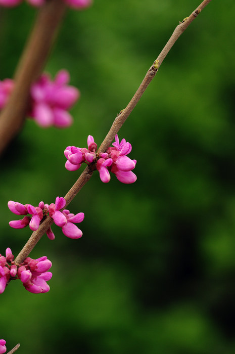闲来拈花