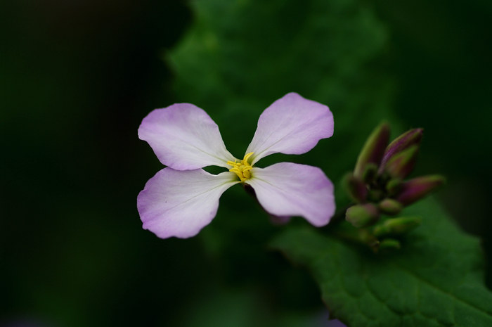 闲来拈花