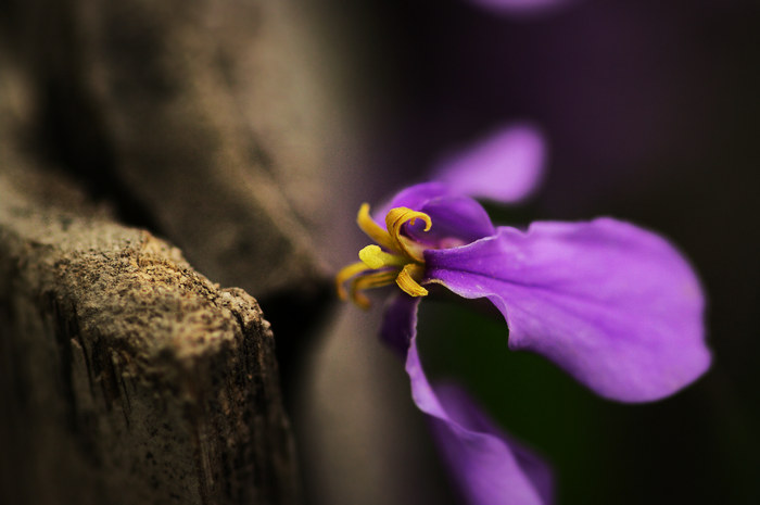 闲来拈花