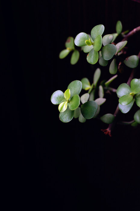 闲来拈花