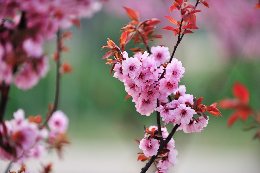 一花一世界
