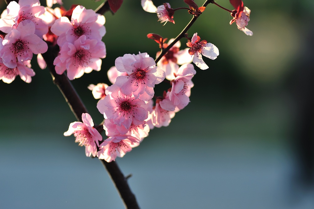 一花一世界