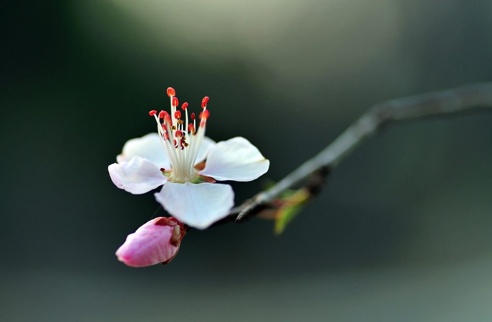 一花一世界