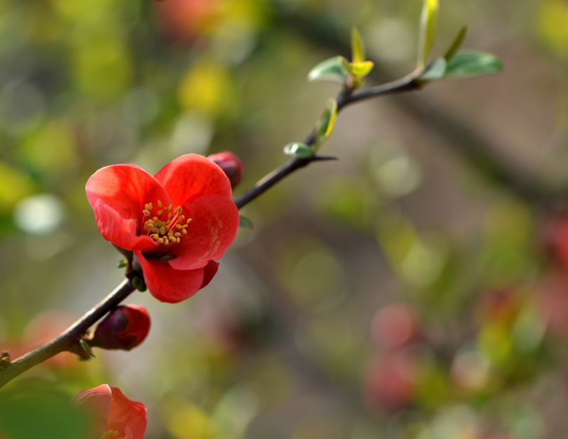 花之语