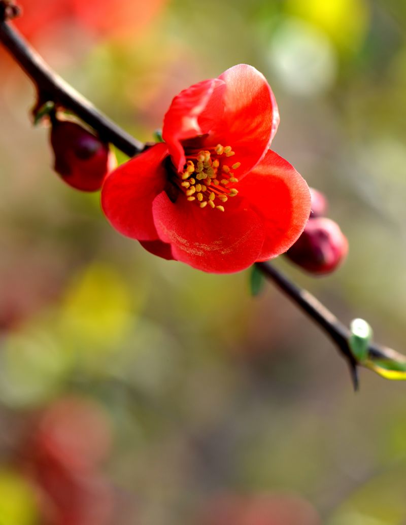 花之语