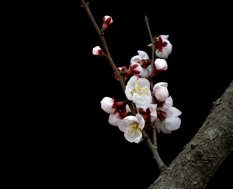 花之语