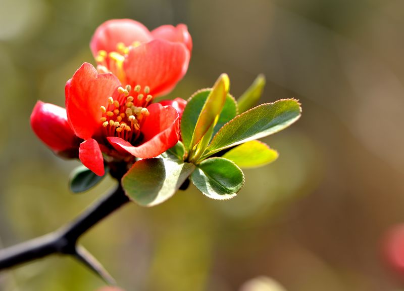 花之语